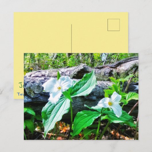 兆しはがき ポストカード (正面/裏面)