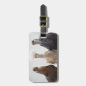 先に見ている3羽のペット鶏のポートレート ラゲッジタグ (正面縦)