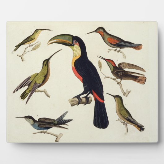 先住民の鳥、トウカン（中央）、アマゾなど フォトプラーク (正面)
