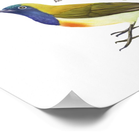 先住民の鳥 ポスター (角)