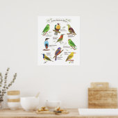 先住民の鳥 ポスター (キッチン)
