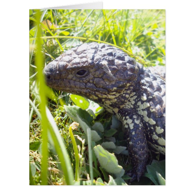 先住民オーストラリア産の青トカゲ (正面)