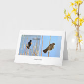 先住民ネバダン鳥。写真：J.ハルコ カード (黄色い花)