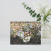 先住民メイハウ花 ポストカード (スタンド正面)