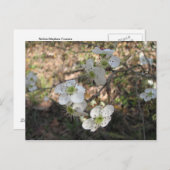 先住民メイハウ花 ポストカード (正面/裏面)