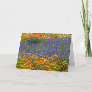 先住民花ケープタウン シーズンカード