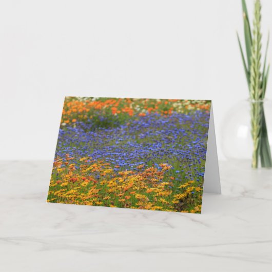 先住民花ケープタウン シーズンカード (正面)