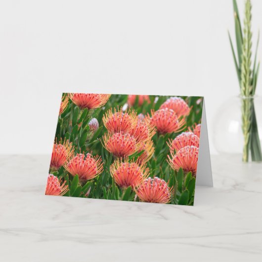 先住民花、ケープタウン南アフリカ シーズンカード (正面)