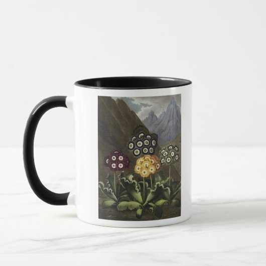 先生からのジョンロバートThornton's Auriculas マグカップ (左)