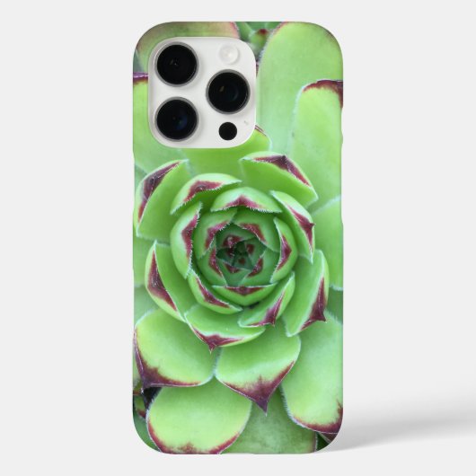 先端が紫のグリーン系多肉植物のクローズアップ写真 Case-Mate iPhoneケース (裏面)