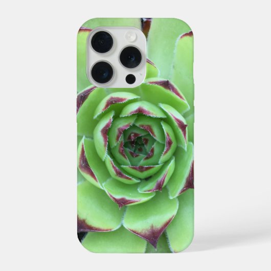 先端が紫のグリーン系多肉植物のクローズアップ写真 iPhoneケース (裏面)