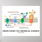 光から化学エネルギーへ(光合成) ポスター (正面)