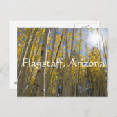 光が《植物》アスペンの木々を通る。アリゾナ，フラッグスタッフ ポストカード (正面/裏面)