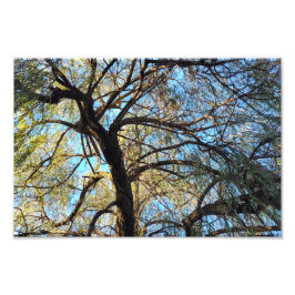 光のアーチ フォトプリント