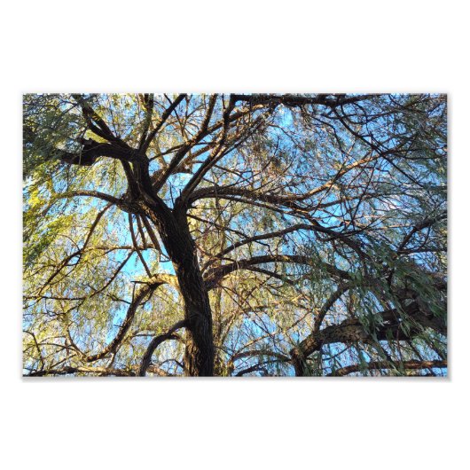 光のアーチ フォトプリント            (正面)