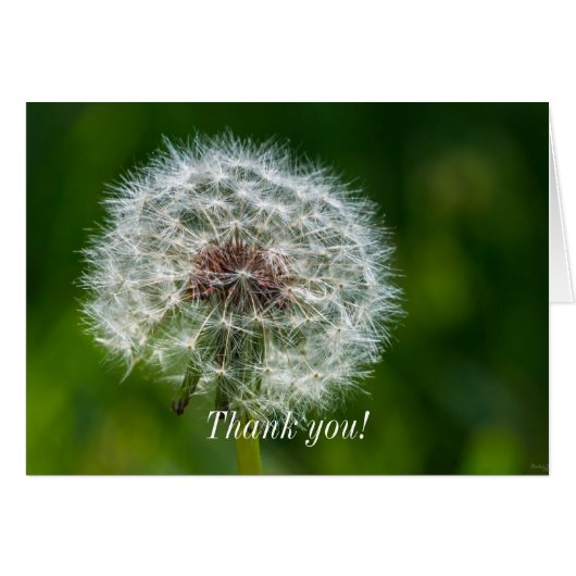 光の中のタンポポサンキューカード (正面横)