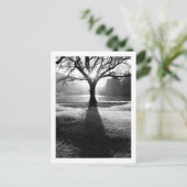 光の木:ダーウェントーター、クンブリア葉書 ポストカード (スタンド正面)