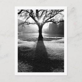 光の木：ダーウェントーター、クンブリア葉書 ポストカード