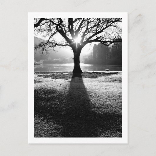 光の木:ダーウェントーター、クンブリア葉書 ポストカード (正面)