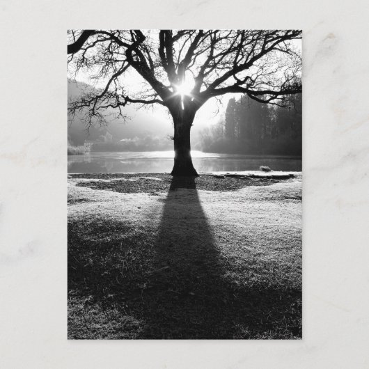 光の木:湖畔のダーウェントーター ポストカード (正面)