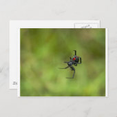 光る赤と黒のクモ、Latrodectus macta、セアカゴケグモ ポストカード (正面/裏面)