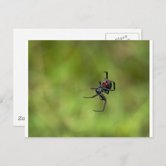 光る赤と黒のクモ、Latrodectus macta、セアカゴケグモ ポストカード (正面/裏面)