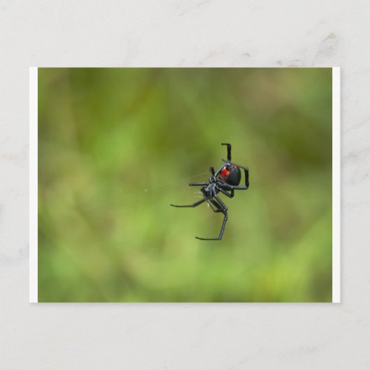 光る赤と黒のクモ、Latrodectus macta、セアカゴケグモ ポストカード (正面)