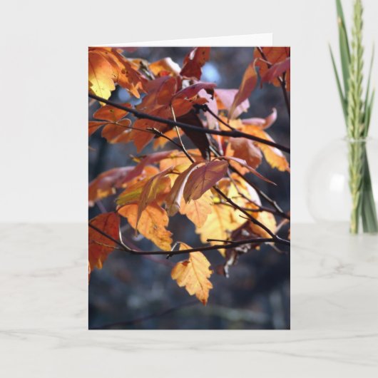 光を通して照らす カード (正面)