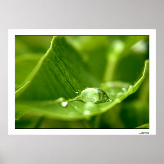 光合成 ポスター (正面)