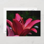 光沢な白昼花写真はがき ポストカード (正面/裏面)