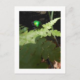 光沢のあるビートルポストカード ポストカード