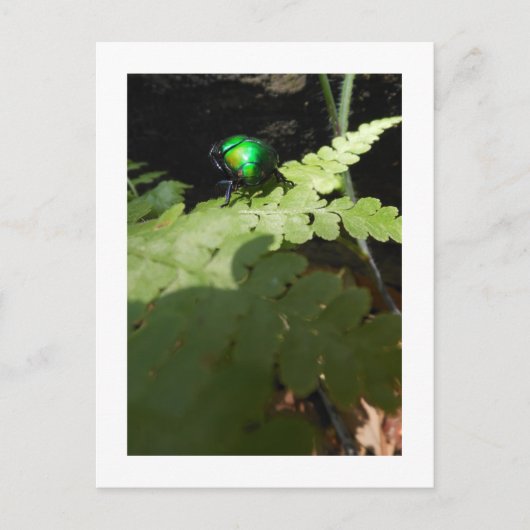 光沢のあるビートルポストカード ポストカード (正面)