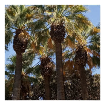 光沢のあるポスターヤシの木