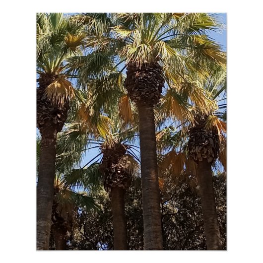 光沢のあるポスターヤシの木 ポスター (正面)