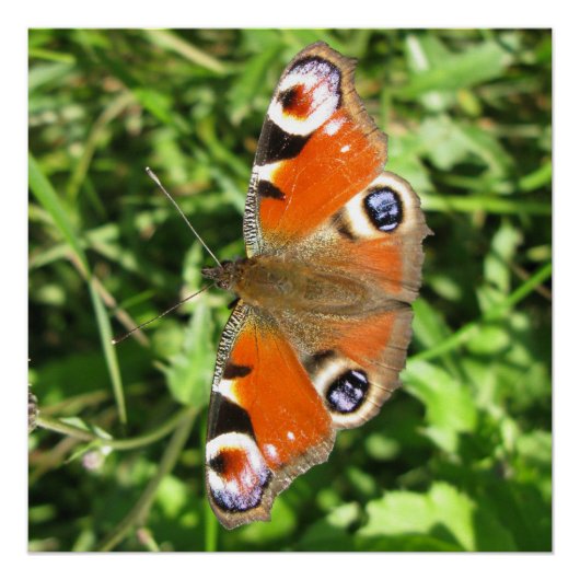 光沢のあるポスター ポスター (正面)