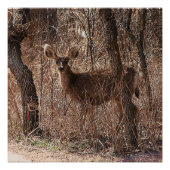 光沢のあるポスター ポスター (正面)