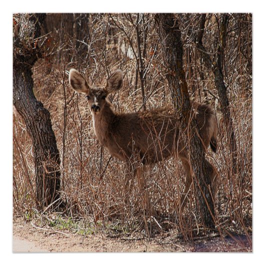 光沢のあるポスター ポスター (正面)
