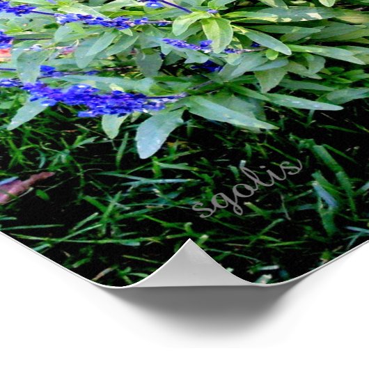 光沢のある紫のサルビアの花の価値ポスター用紙 ポスター (角)