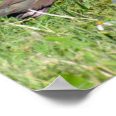 光沢イビス ポスター (角)