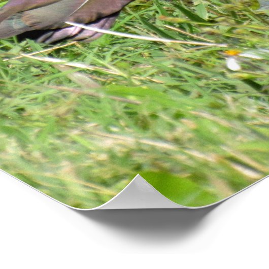 光沢イビス ポスター (角)