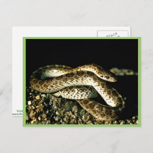 光沢ヘビ ポストカード (正面/裏面)