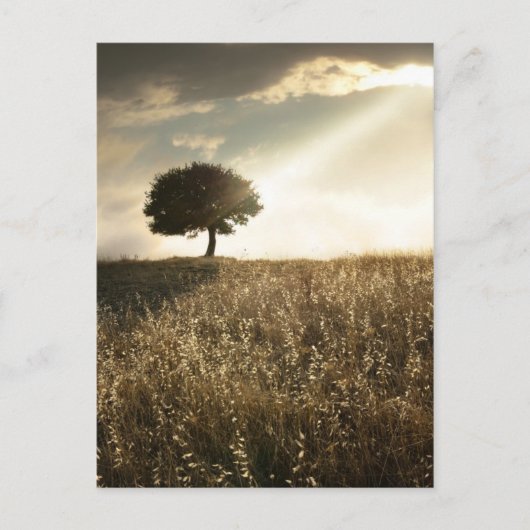 光線が劇的な空を横切る ポストカード (正面)