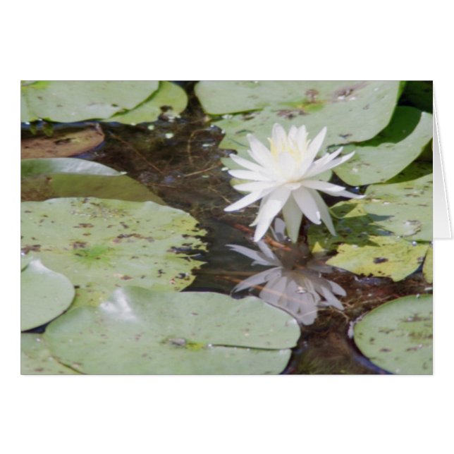 光線のキャッチ (正面横)