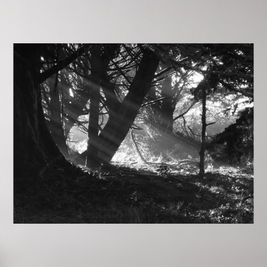 光線 ポスター (正面)