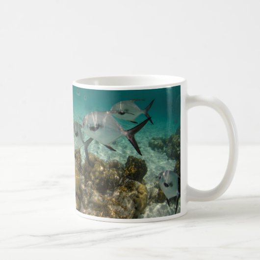 免許の魚の学校 コーヒーマグカップ (右)