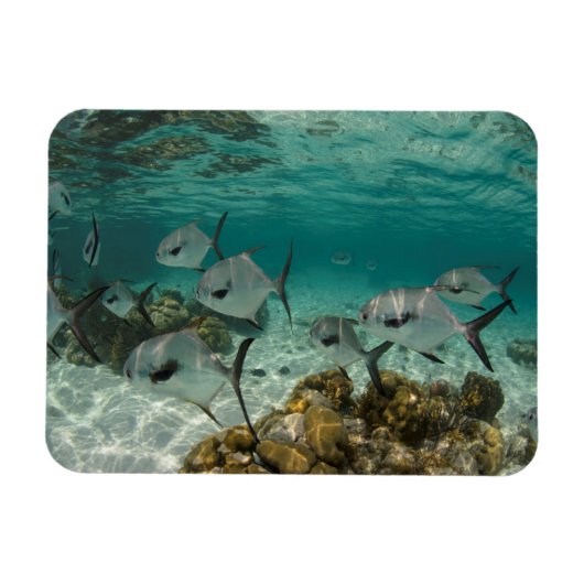 免許の魚の学校 マグネット (横)