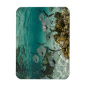 免許の魚の学校 マグネット (縦)