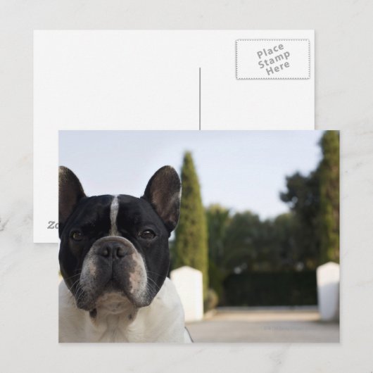 入り口で犬 ポストカード (正面/裏面)