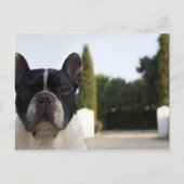 入り口で犬 ポストカード (正面)