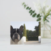 入り口で犬 ポストカード (スタンド正面)